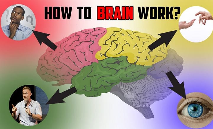 Brain diagram showing how the human brain works, including different brain parts responsible for thinking, vision, movement, and decision making